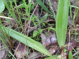 Ledebouria cooperi versatility